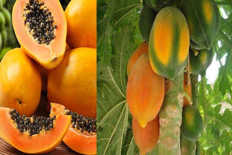 பப்பாளி1 Thedalweb பப்பாளி பழத்தின் மருத்துவ குணங்கள்! | pappali pazham benefits in tamil