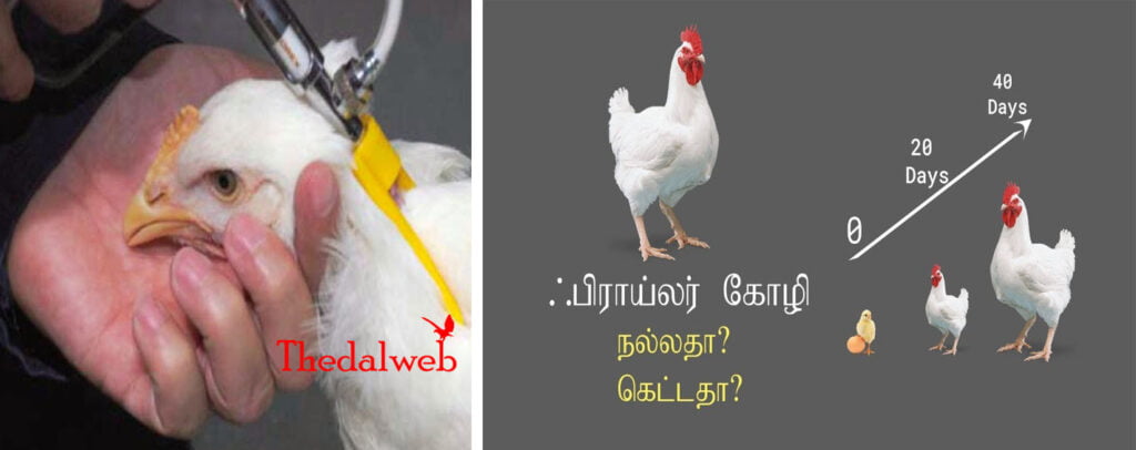 பிராய்லர் கோழிகளால் ஆண்மைக்கு ஆபத்து…? | broiler chicken side effects in tamil