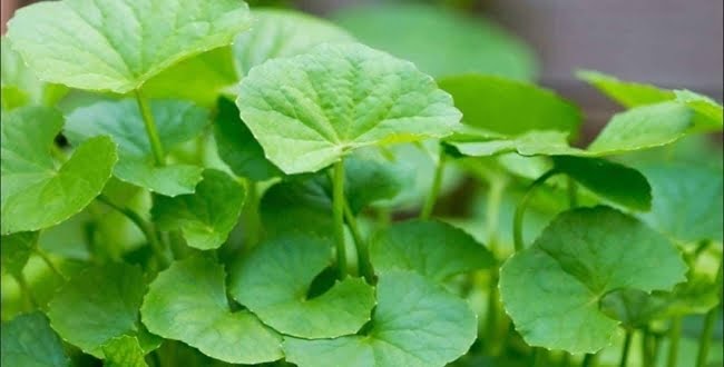 நச்சுக்களை நீக்கும் அற்புத மருந்து வல்லாரை கீரை ! | vallarai keerai benefits in tamil