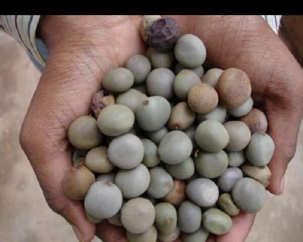 கருப்பை நீர்க்கட்டி கரைய பாட்டி வைத்தியம்! (Uterine Cyst Dissolution) 5 Natural ways to dissolve cysts