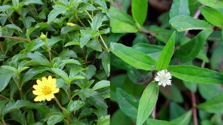 Thedalweb 18 கரிசலாங்கண்ணி கீரை – Eclipta prostrate