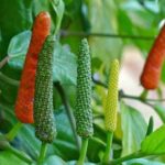 திப்பலி thedalweb Thedalweb Omicron: ஒமிக்ரானின் இருந்து உங்களை காக்க - நோய் எதிர்ப்பு சக்தியை அதிகரிக்கும் உணவுகள்...!!