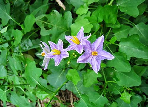 தூதுவளையின் நன்மைகள்