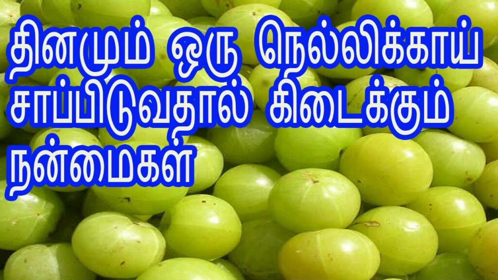 நெல்லிக்காய் thedalweb Thedalweb நெல்லிக்காய் சாப்பிடுவதால் நமக்கு கிடைக்கும் நன்மைகள் | Nellikkai benefits