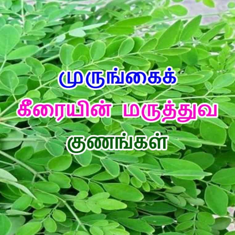 முருங்கை கீரை பயன்கள்