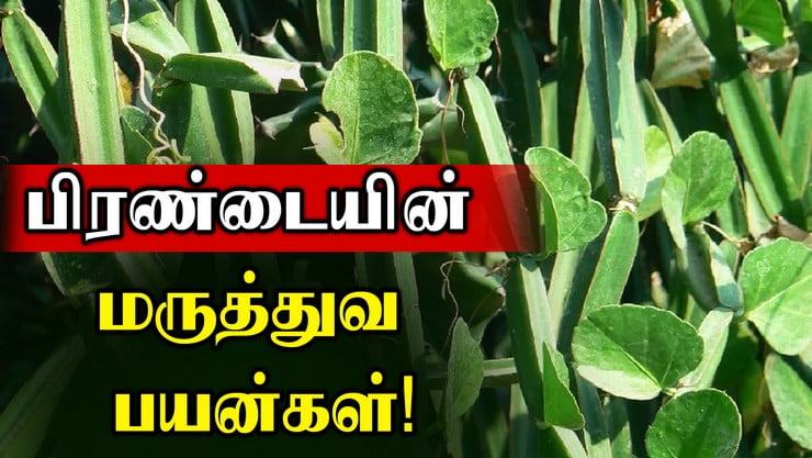 பிரண்டையின் மருத்துவ பயன்கள்