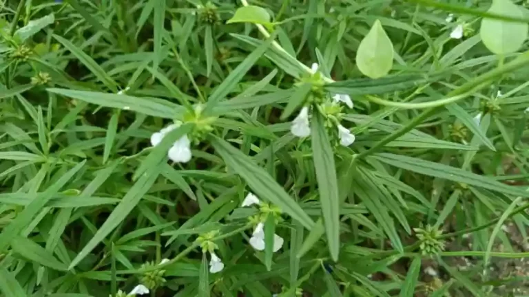 20 l1 ari nursery original imagphyhdmahbhtm Thedalweb இயற்கை மருத்துவத்தின் அற்புதச் செடி - தும்பை