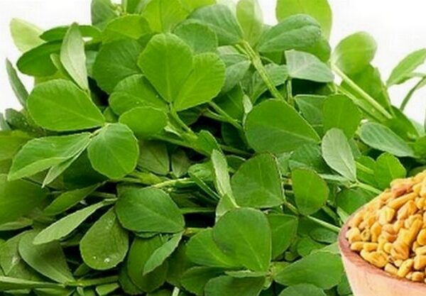 இன்றைய காலகட்டத்தில் உடலுக்கு பெரிதாக தீங்கு விளைவிக்காத உணவுகள் என்னென்ன? - Top Healthy Foods to Avoid Harmful Effects 4 The Amazing Benefits of Fenugreek for Your Body