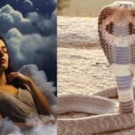 கனவில் பாம்பு வந்தால் இதுதான் அர்த்தமா? தெரிஞ்சா ஷாக் ஆகிடுவீங்க!