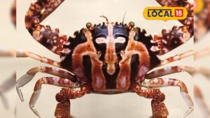 Untitled design 10 2025 12 2cf398fe3b710b34f9bd557ab147afa1 3x2 Thedalweb கடலில் விழுந்த சிலுவை கரை தேடி வந்த ஆச்சரியம்... சிலுவை நண்டின் பின்னணியில் உள்ள சுவாரஸ்யம்...