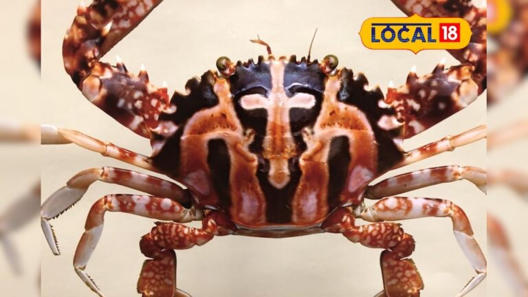 கடலில் விழுந்த சிலுவை கரை தேடி வந்த ஆச்சரியம்… சிலுவை நண்டின் பின்னணியில் உள்ள சுவாரஸ்யம்…