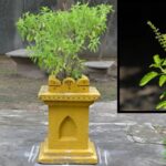 இந்த ஒரு பொருள் போதும்… துளசி செடி செழித்து வளரும்..!