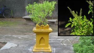 tulsi 2026 01 7c25da69ed177419730e4bf47c5bd5ef Thedalweb இந்த ஒரு பொருள் போதும்... துளசி செடி செழித்து வளரும்..!
