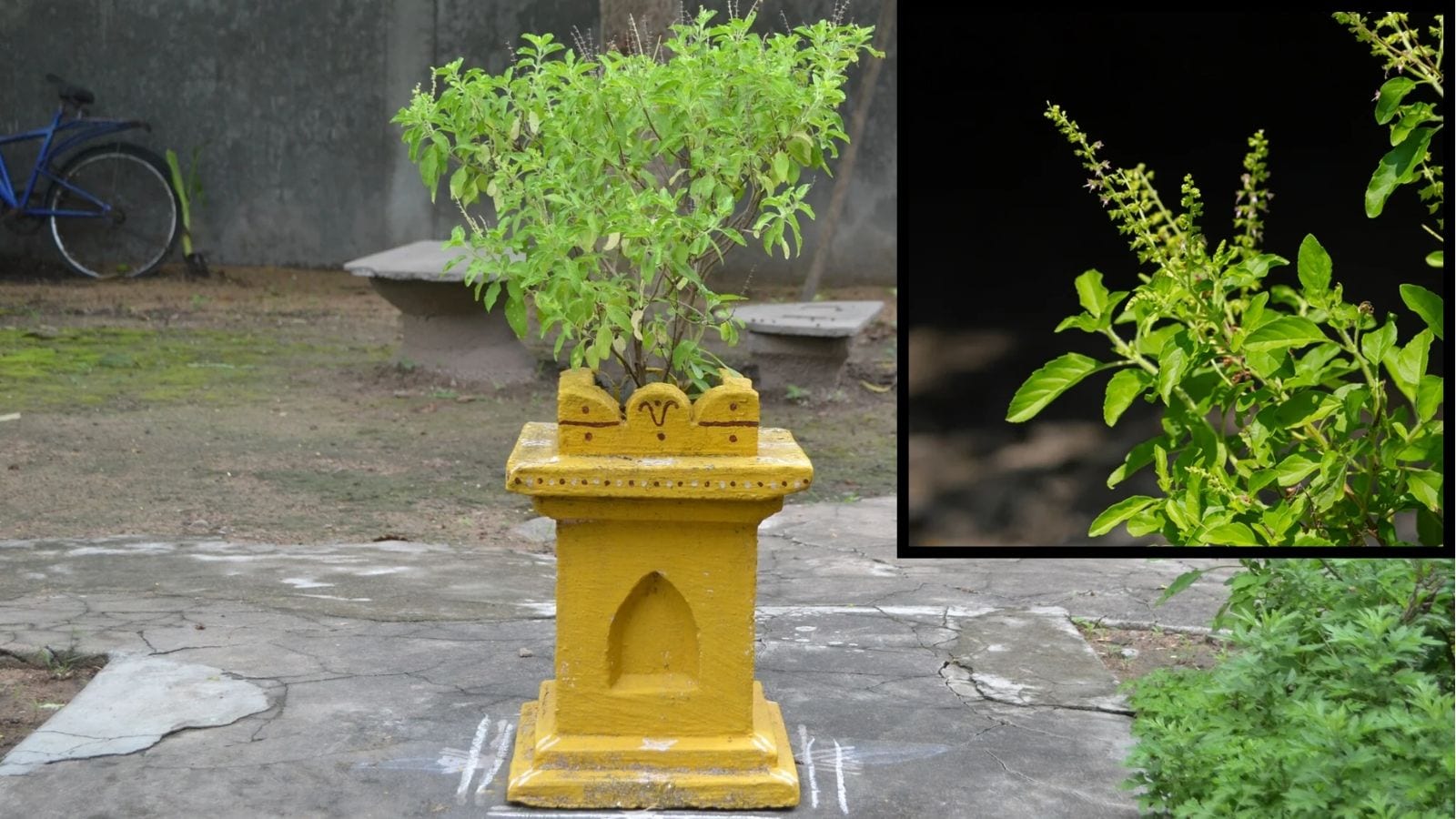 இந்த ஒரு பொருள் போதும்… துளசி செடி செழித்து வளரும்..!