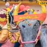 ஜல்லிக்கட்டு காளையுடன் மல்லுகட்டிய கார்த்திகேயன்… பக்தர்களை கவர்ந்த கந்தன் அலங்காரம்… | Spirituality News (ஆன்மீக செய்திகள்)